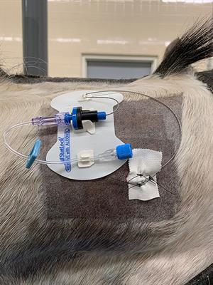 Cervical Epidural and Subarachnoid Catheter Placement in Standing Adult Horses